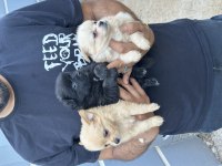 A kalite sağlıklı uygun pomeranian