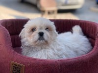 İmperal pekinez köpeğimiz