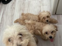 SAĞLIK VE IRK GARANTİLİ MALTİPOO