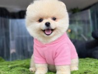 Pomeranian yavrularımız gelmiştir