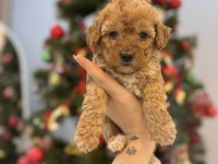 Minik Maltipoo Bebeklerim