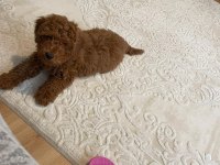 Erkek Dişi Toy Poodle Yavrular