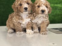 Üst kalite maltipoo