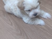 Sevimli Maltese Yavrusu