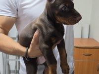 Doberman şecereli