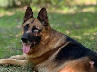 ŞECERELİ ALMAN ÇOBAN KÖPEĞİ