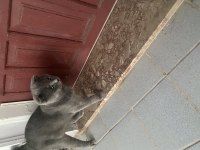 1 yaşında alışkın ısırma huyu yoktur kendini sevdirir