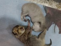 British Shorthair Kedimize Güzel Bir Aile Arıyoruz