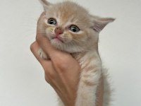 Scottish Fold Golden Yavru