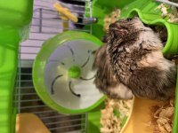 Çift gonzales hamster