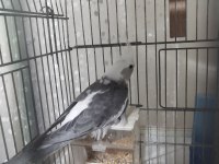 5 adet sultan çift katlı kafes ve eşyalarıyla
