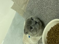 2,5 yaşında erkek scottish fold