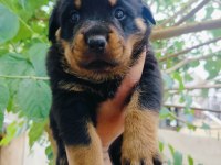 Koca Kafa Erkek Rottweiler Yavruları