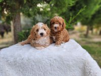 MALTİPOO  YAVRULARIMIZ 