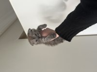 Yavru Scottish Fold
