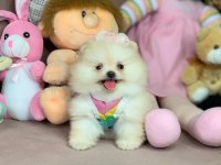 Mini Boy Pomeranian Boo