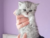 Son erkek silver british shorthair