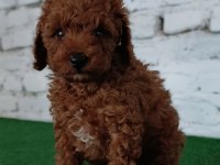 Toy poodle yavrumuz