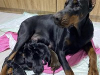 A Kalite Şecereli King Doberman son 2 yavrumuz