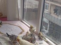 Ele alışık pied grey lutino sultanlar el besleme