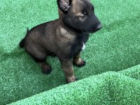Maskeli malinois yavrular