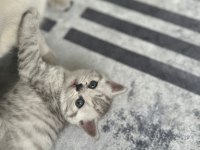 british shorthair bebeğimiz sahiplendirilecektir.