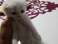 2 aylık iki kardeş scottish fold yeni yuvasını arıyor