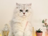 Uyguna British Longhair 7 Aylık Erkek Kedim