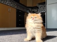 Full şecereli erkek british longhair yavruya yuva arıyorum