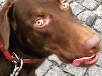 2,5 Yaşında Kısır Erkek Chocolate Labrador