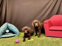Harika Labrador Retriever Yavruları