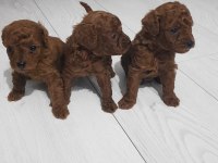 Kore toy poodle