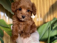 Maltipoo Bebekler Referans Yavru