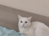 Özel nedenlerden dolayı van kedimi sahiplendirmek istiyorum