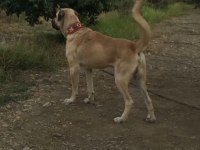 Anadolu çoban köpeği kangal