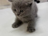 Çok Sağlıklı British Shorthair