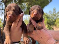 Kızıl doberman