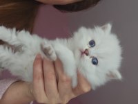 British Longhair Yavrular