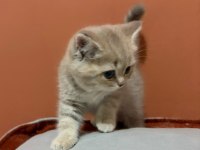 British Shorthair Yavru AY12 Şecereli Baba Bursa