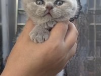 Son Kalan Yavru British Shorthair
