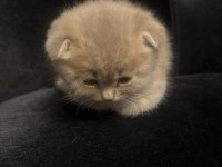 55 günlük scottish fold yavrularımız