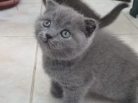 Scottish Fold ve British Shorthair Yavrularımız