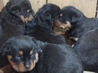 Macar koca kafa rottweiler yavruları