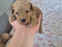 TATLI KUCUK POODLE MINIKLER