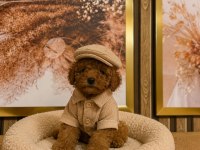 KUCUK SEKER POODLE MINIKLER