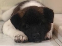 Amerikan akita köpeği