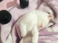 Her Renkten British Shorthair Yavrular