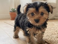 Dişi erkek yorkshire terrier