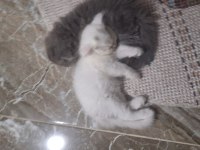 6 Scottish Fold Yavru