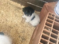 Sahiplendirilmeye hazır 40 günlük 2 erkek 1 dişi shih tzu